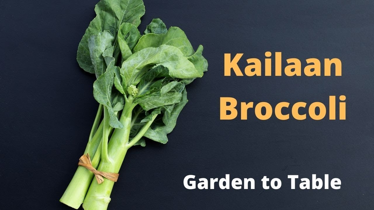 How to grow and cook Kailaan | Chinese Broccoli