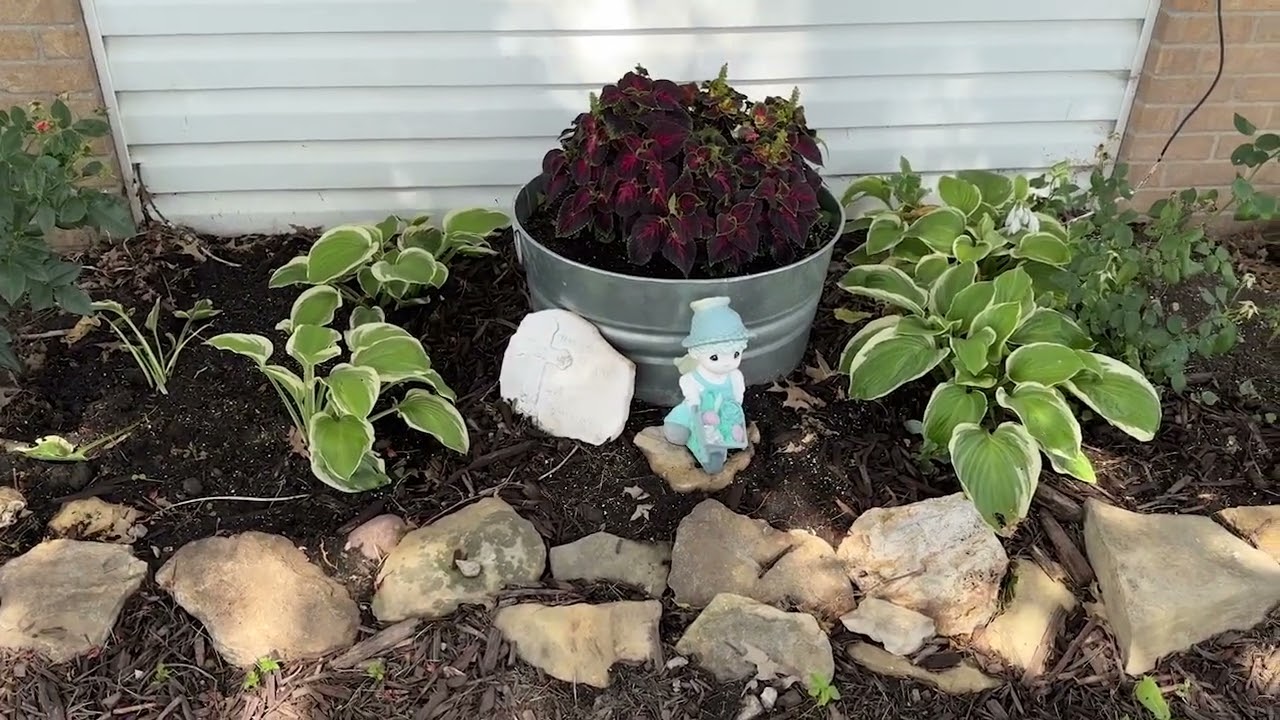 June Walk Around the MC Senior Housing Gardens/ Stunning Flower Beds/ What's Up with Boxwoods?