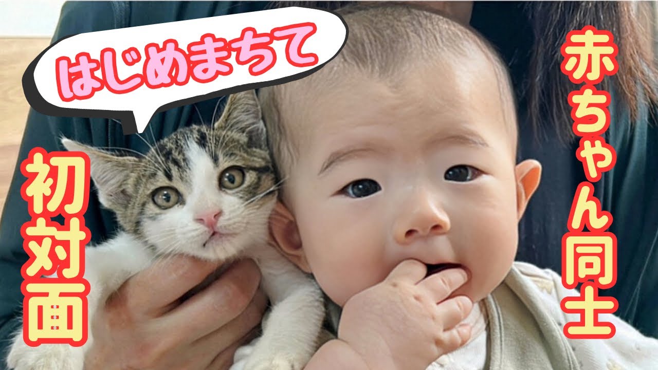 子猫と赤ちゃん､初対面が尊い✨