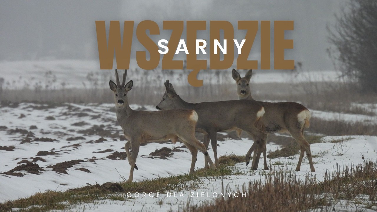 Przegrałem zakład i to z kretesem. 22 kilometry w błocie i śniegu. #zrzuty #zrzuty2026 #sarna