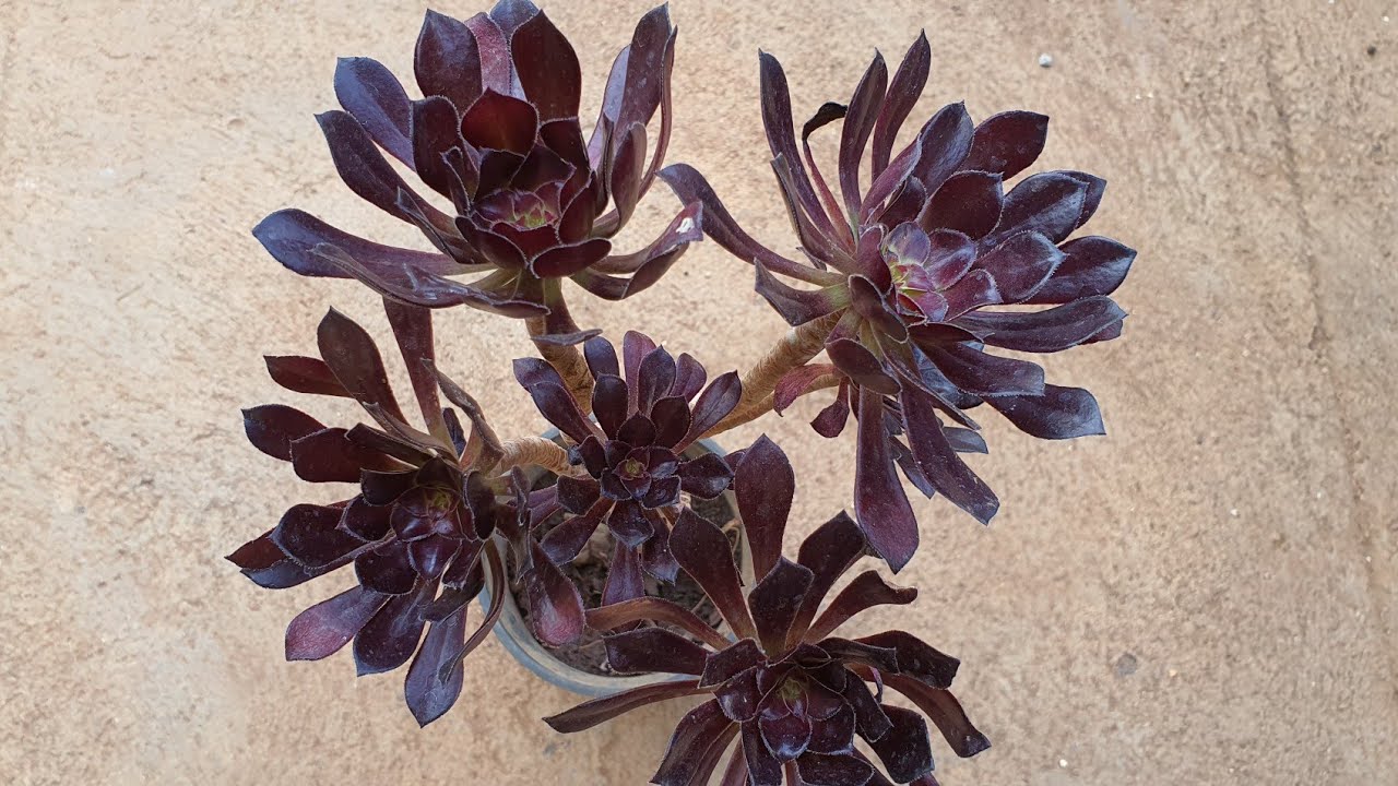 How to Propagate Aeonium Zwartkop | Winter Garden Basics