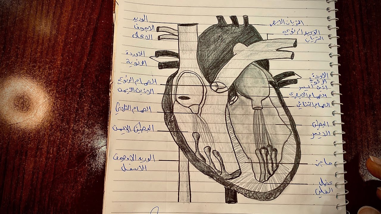 رسم القلب (تشريح قلب الإنسان) للصف #الخامس_العلمي #الفصل_الخامس
