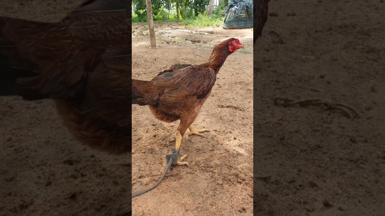 Bimavaramm jathi Kollu for sale || 9032310667 || in Hyderabad |in telugu |` in eluru |`