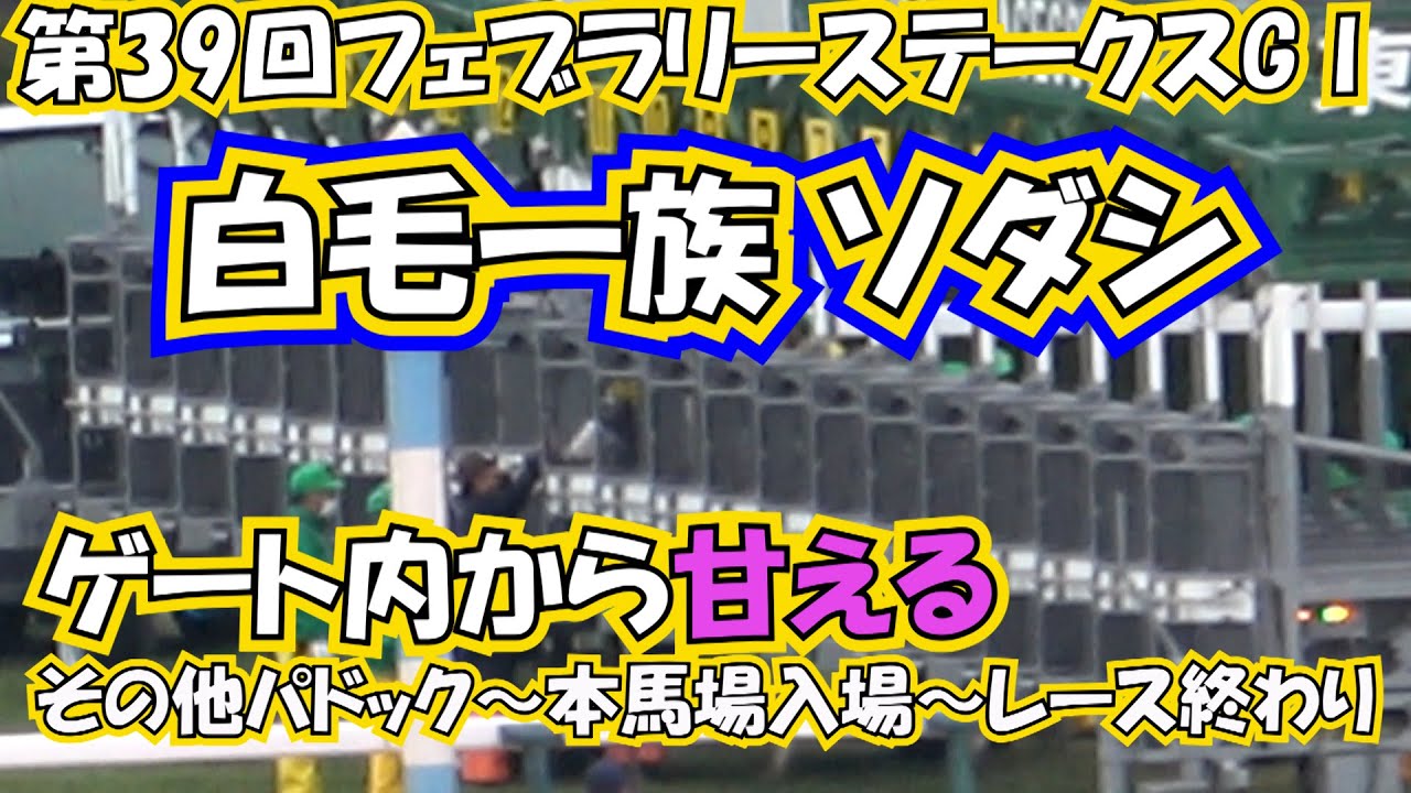 2022 白毛一族 ソダシ のみ フェブラリーステークス GⅠ  現地映像