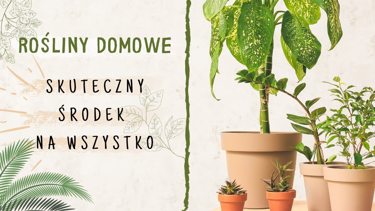 Rosliny domowe: JEDEN SKUTECZNY ŚRODEK NA WSZYSTKO