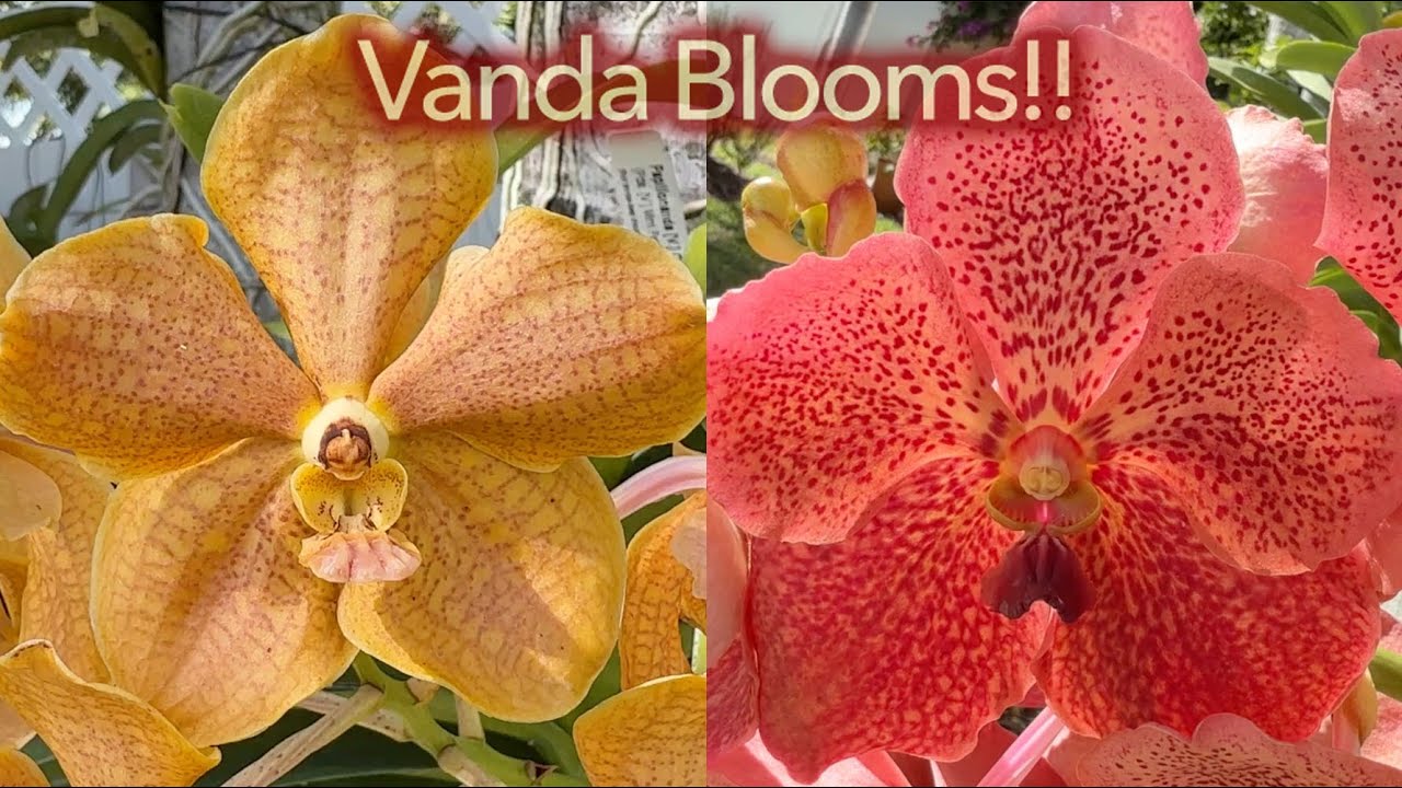 Vanda Blooms