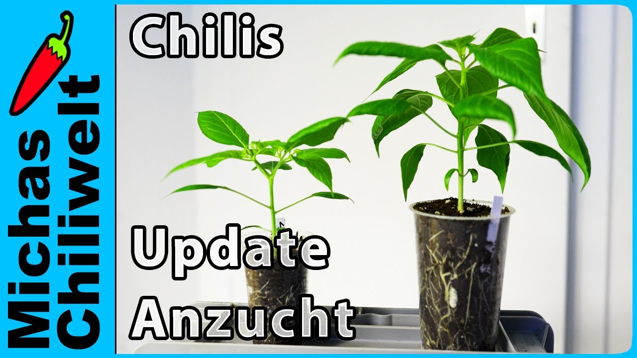 Chilis - Update in der Anzucht  |  #chilichallenge2025  |  Umtopfen