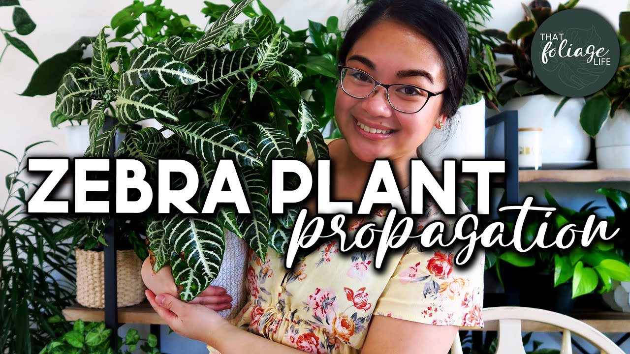 How to Propagate a Zebra Plant (Aphelandra Squarrosa)