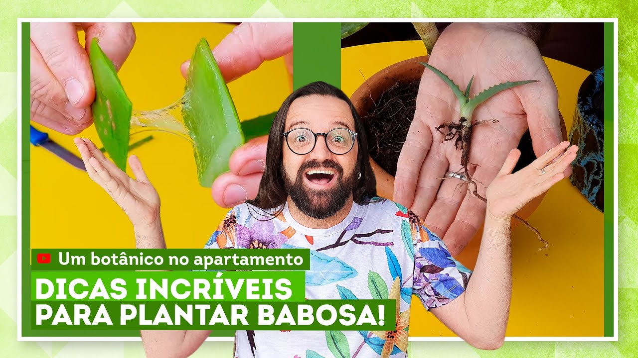 Como plantar babosa: dicas de cultivo e benefícios da babosa