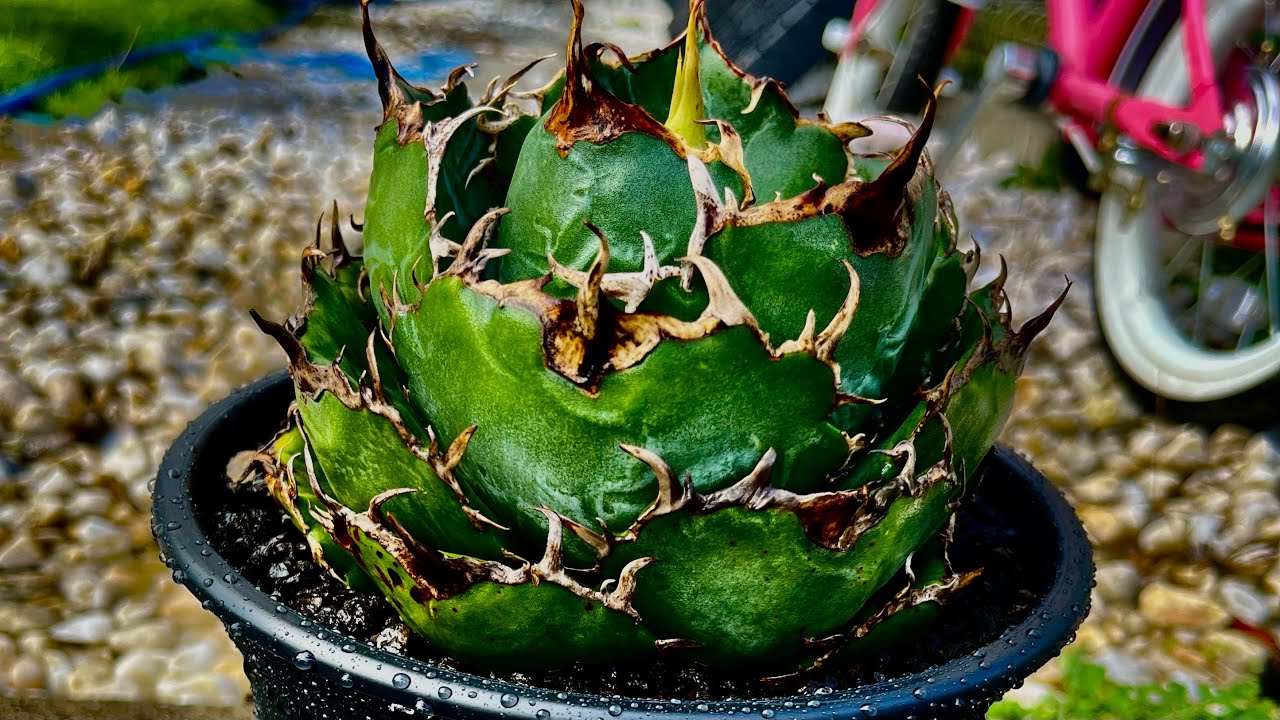 アガベ　白鯨　植え替え