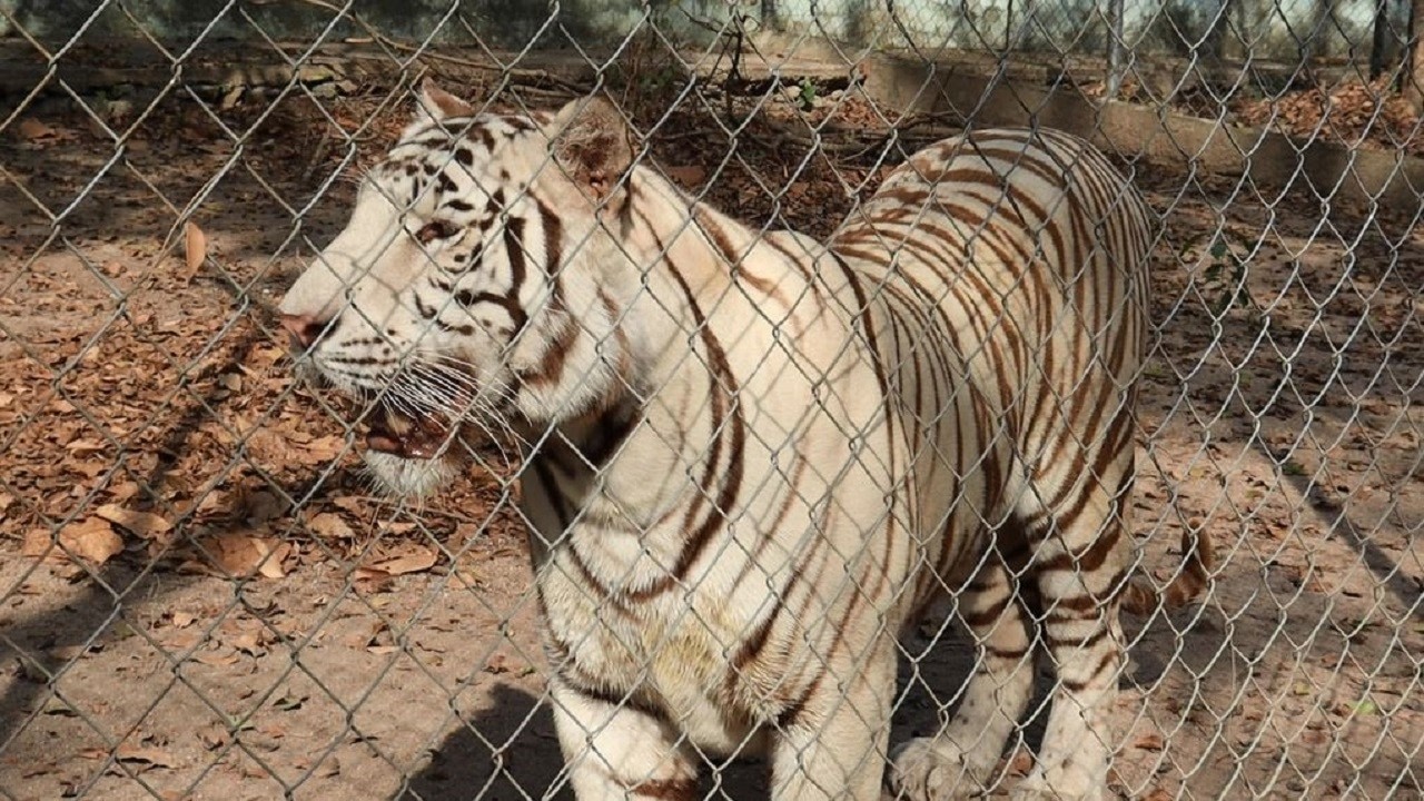 Incredible White Tiger at Tamao Wildlife Rescue Center