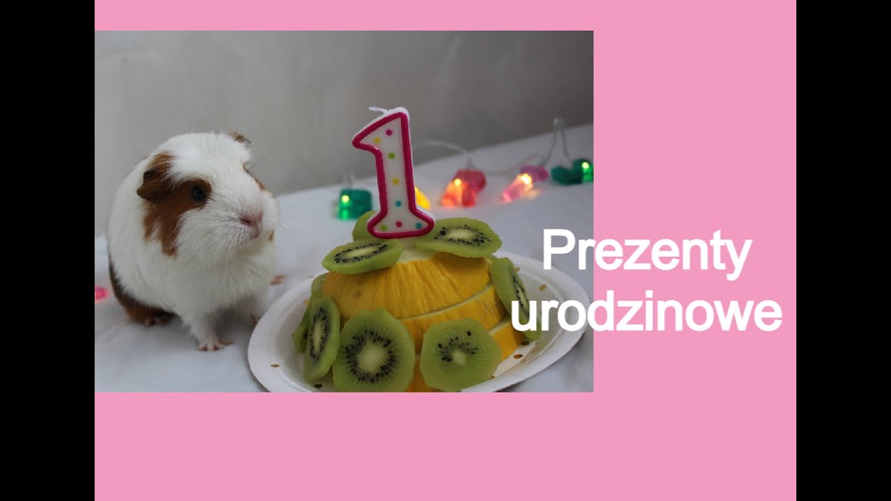 Pierwsze urodziny mojej świnki Meli #świnkamorska