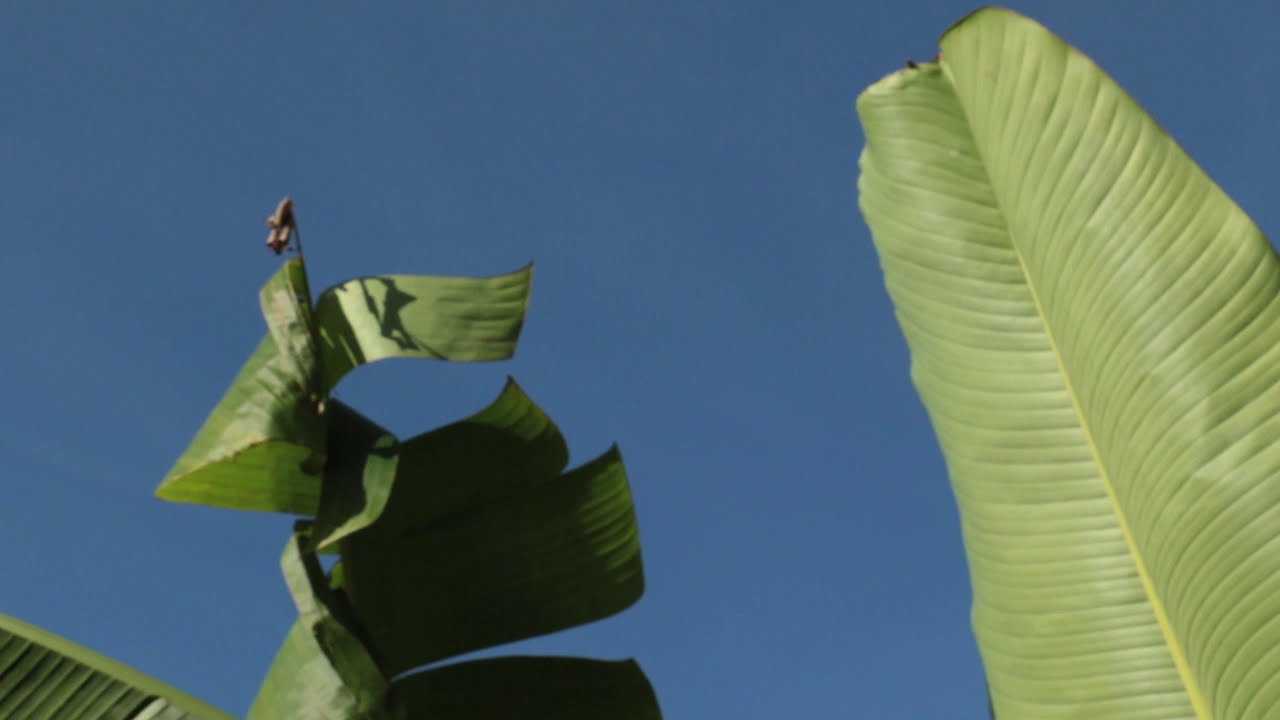 Malmaison   Les jardins   Février 2018