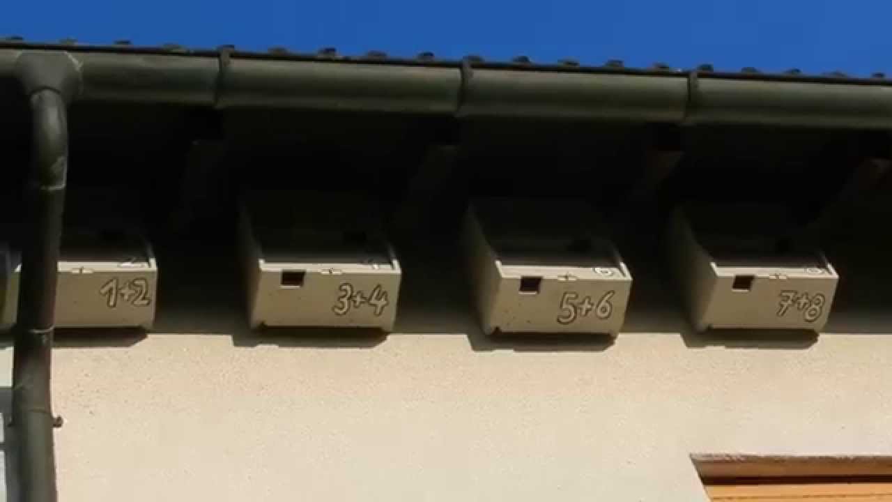 Gründung einer Mauerseglerkolonie am Haus