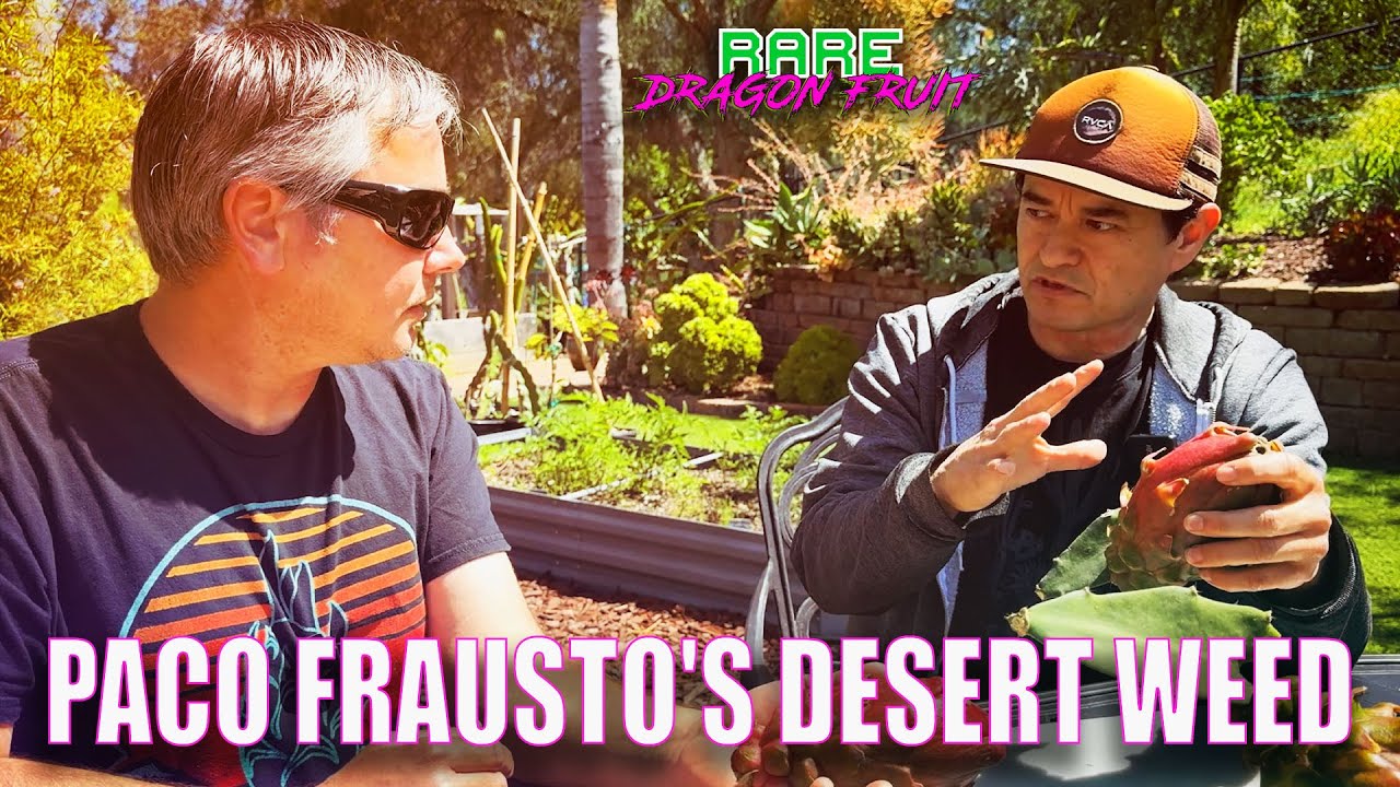 PACO FRAUSTO'S DESERT WEED TASTE and REVIEW / A SEEDLING FROM a DESERT KING FRUIT