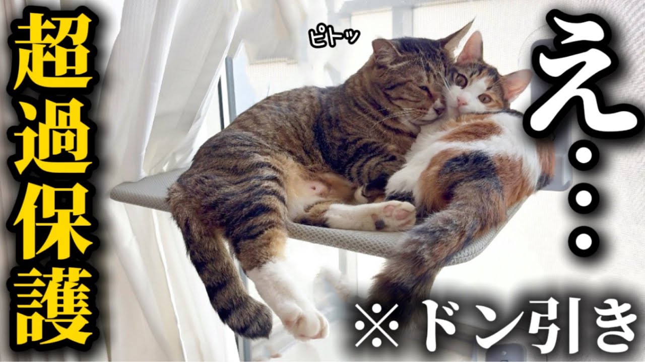 【完全復活】すこぶる元気になった母性爆発アザラシ