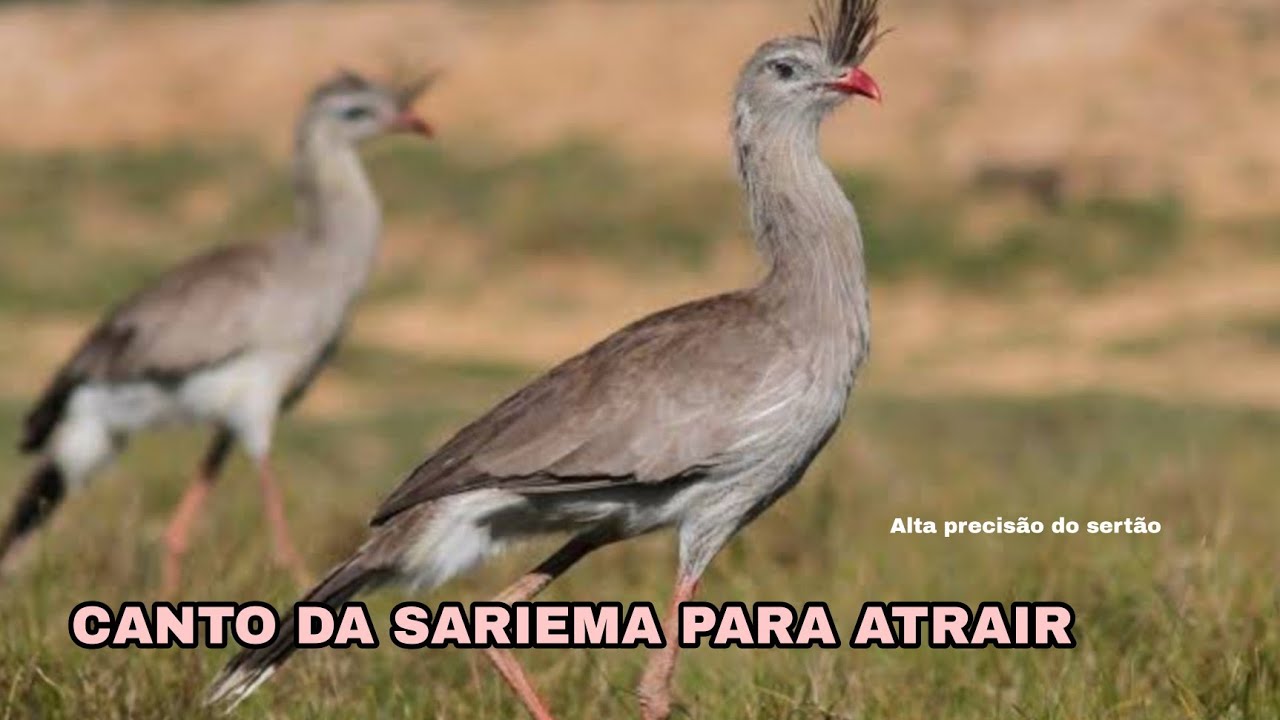 CANTO DA SARIEMA PARA ATRAIR, PIU DE SARIEMA, CANTO LIMPO