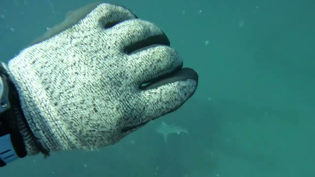My 83rd video. Spearfishing of Ponce and New Smyrna Beach, Fl.