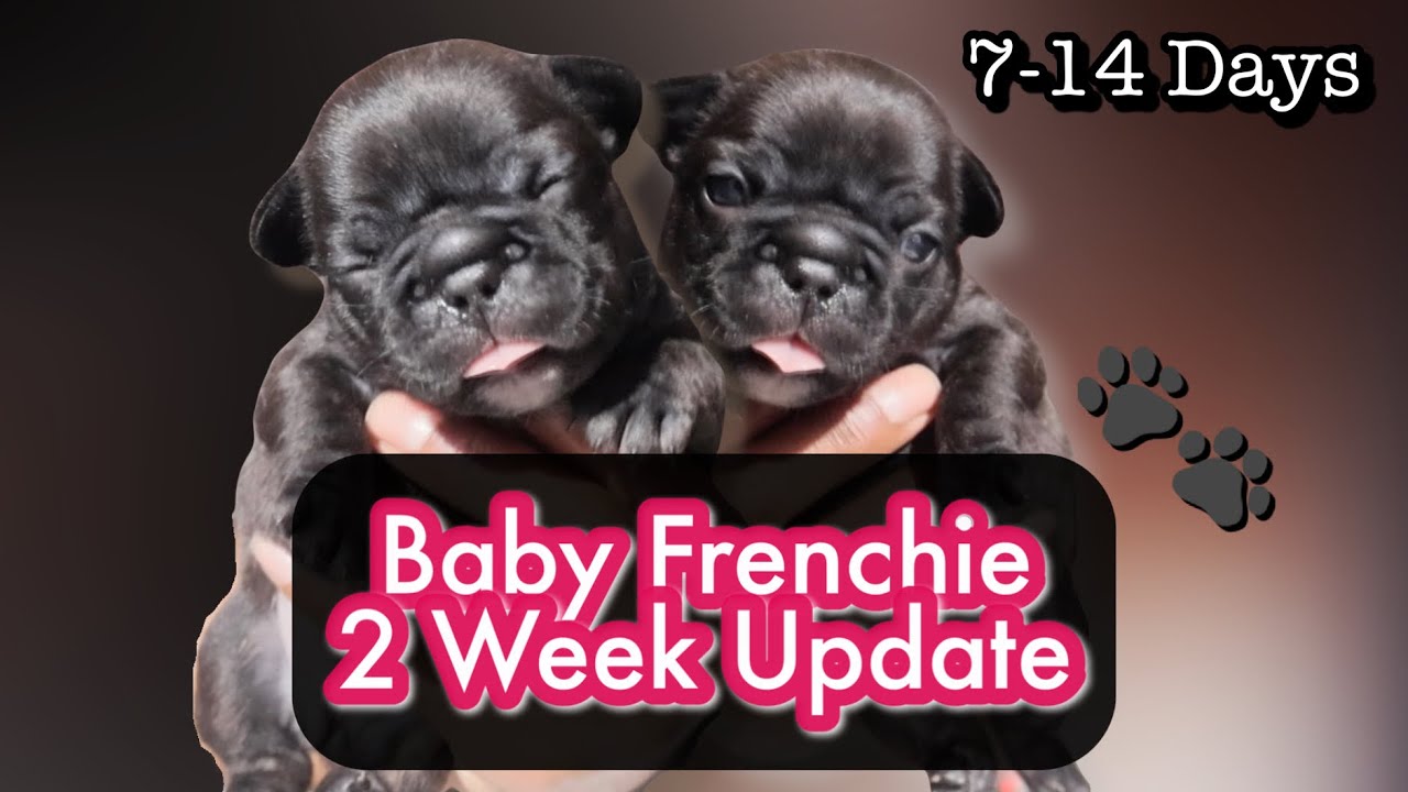 2 Week Old French Bulldog Puppies | Survival Guide