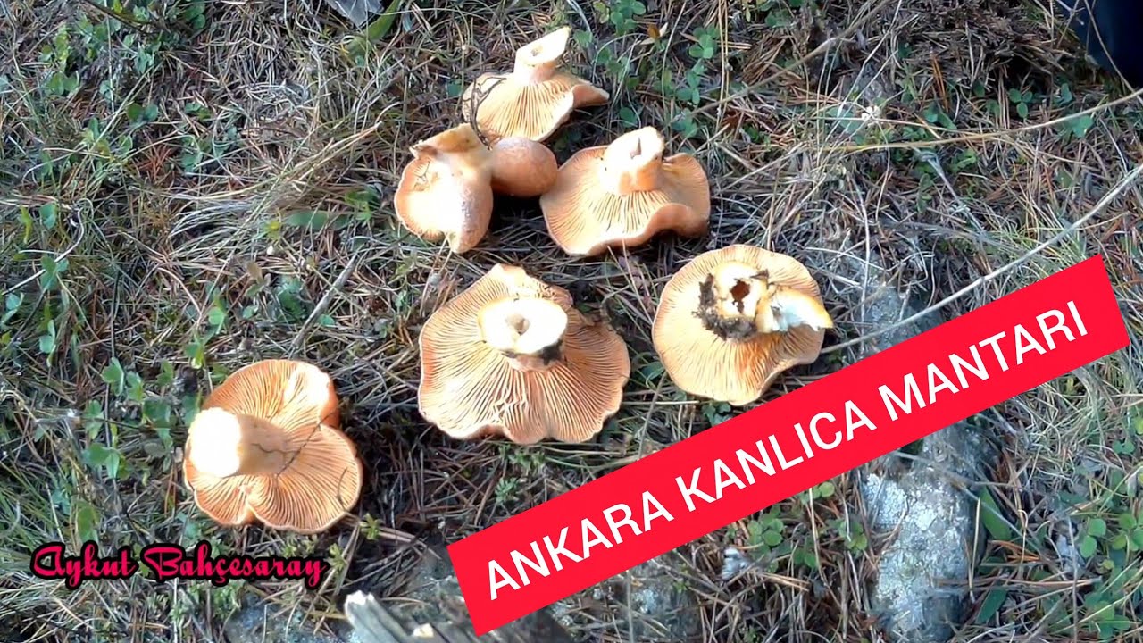 ORMANDA KANLICA MANTARI AVI ANKARA #mushroom #mushroomforest 