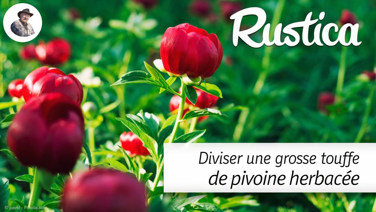 Diviser la pivoine herbacée