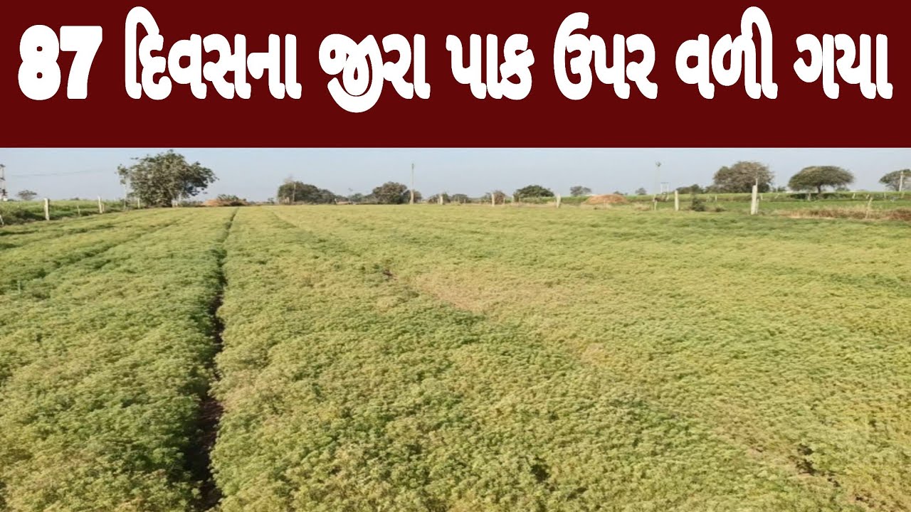 87 દિવસના જીરા ખિસકોલી કલરમાં આવ્યા, જીરા માં જટાયુ,jira,jatayu,m45, traysayclozole 