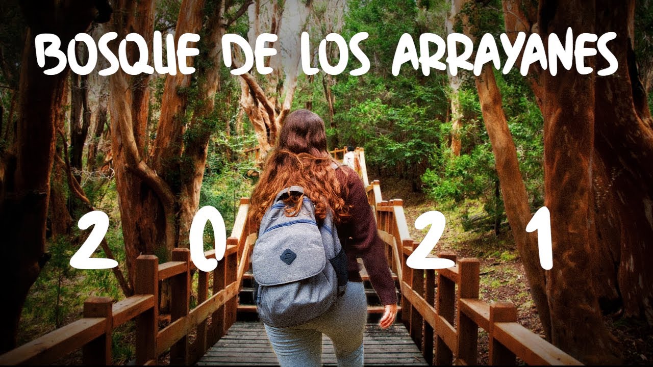 BOSQUE DE LOS ARRAYANES NEUQUEN PATAGONIA ARGENTINA |  RECORRI ESTE BOSQUE Y ME PASO ESTO | DEBIAJE