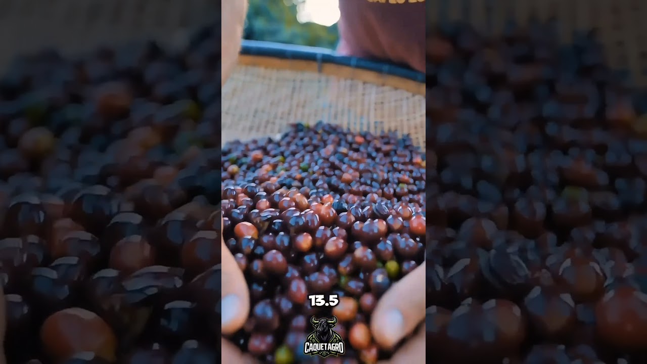 Los 5 Productos m&aacute;s Cultivados en Colombia 🌽🍉 Parte 1#agricultura #tractor #cultivos