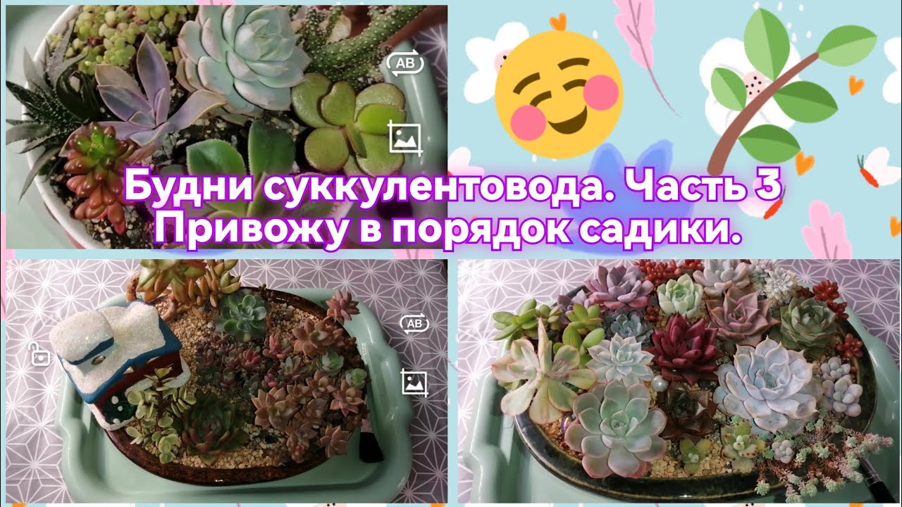 Будни суккулентовода 💮Часть 3. Привожу в порядок свои садики 🤗