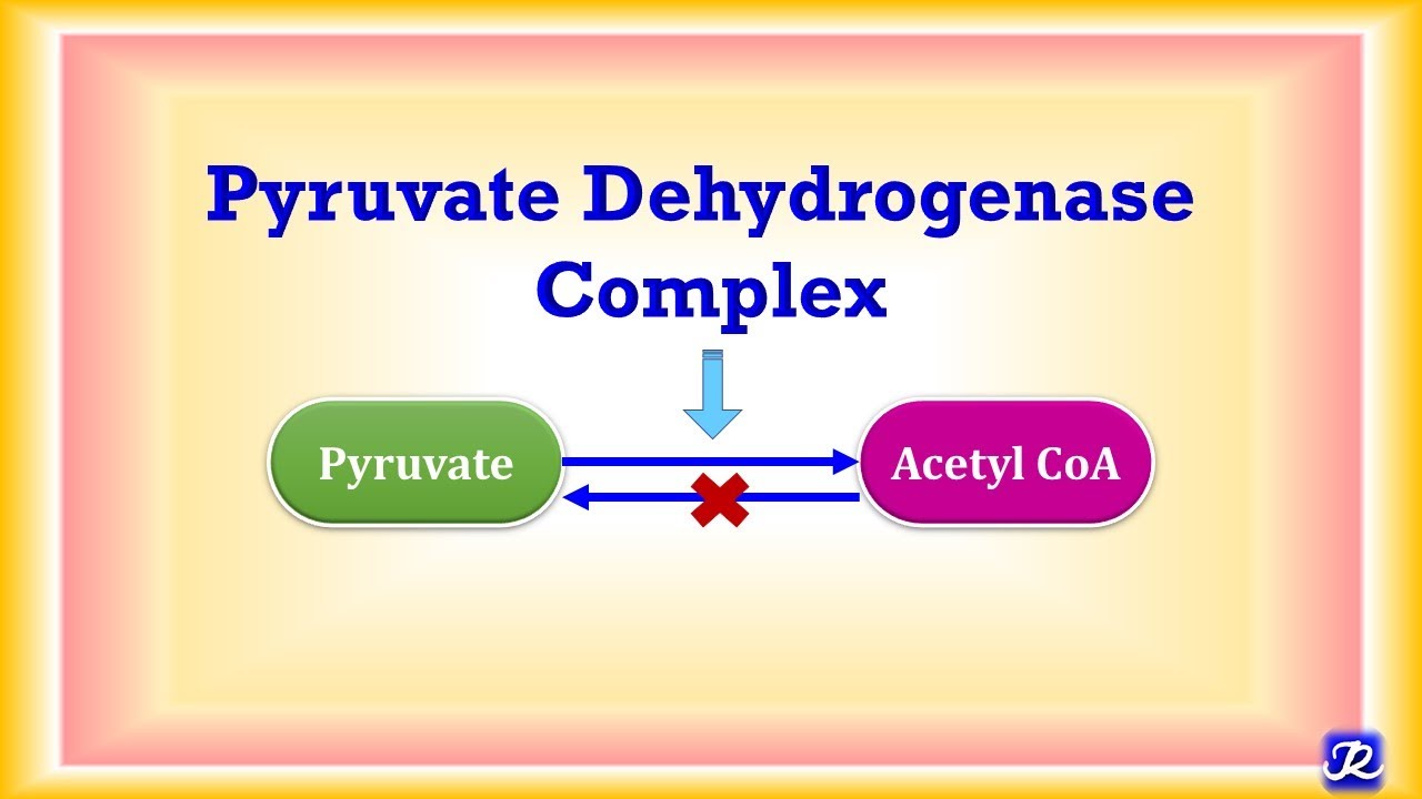 10: Pyruvate Dehydrogenase Complex | Carbohydrate Metabolism -10 | Biochemistry | N'JOY Biochemistry