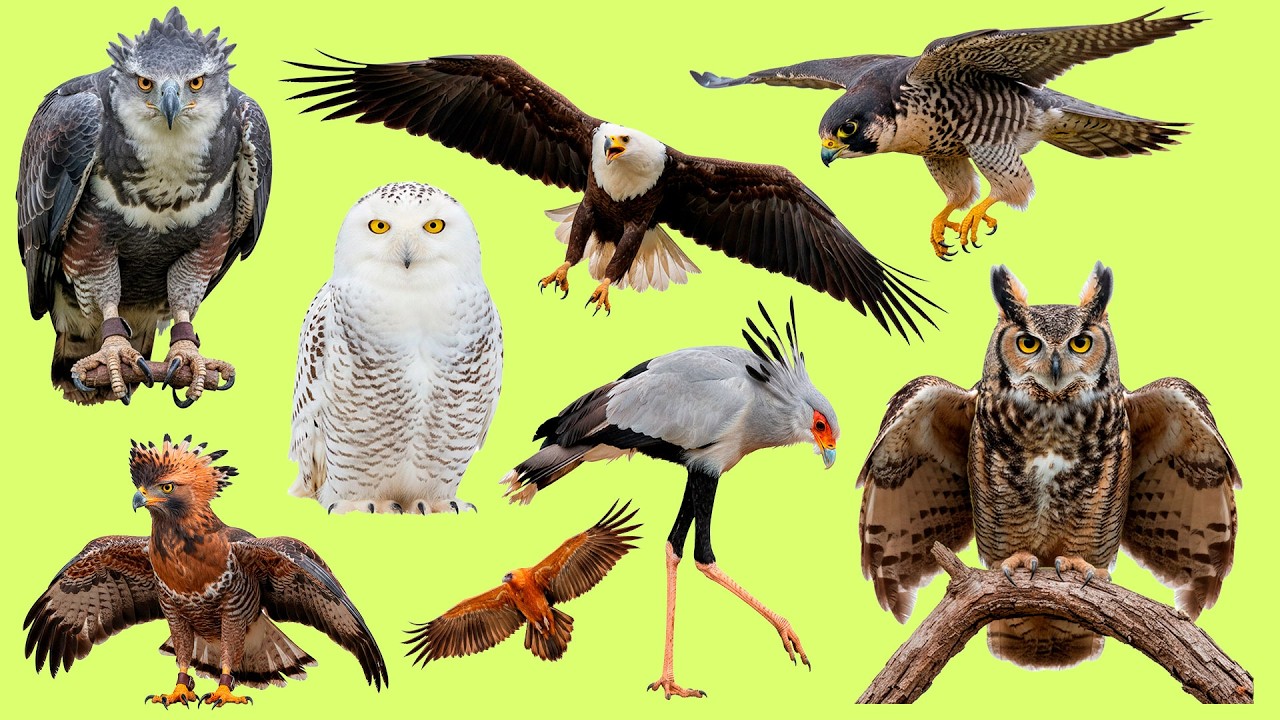 Learn Birds of Prey in Japanese | Listen and Repeat 鷲, 鷹, フクロウ Vocabulary