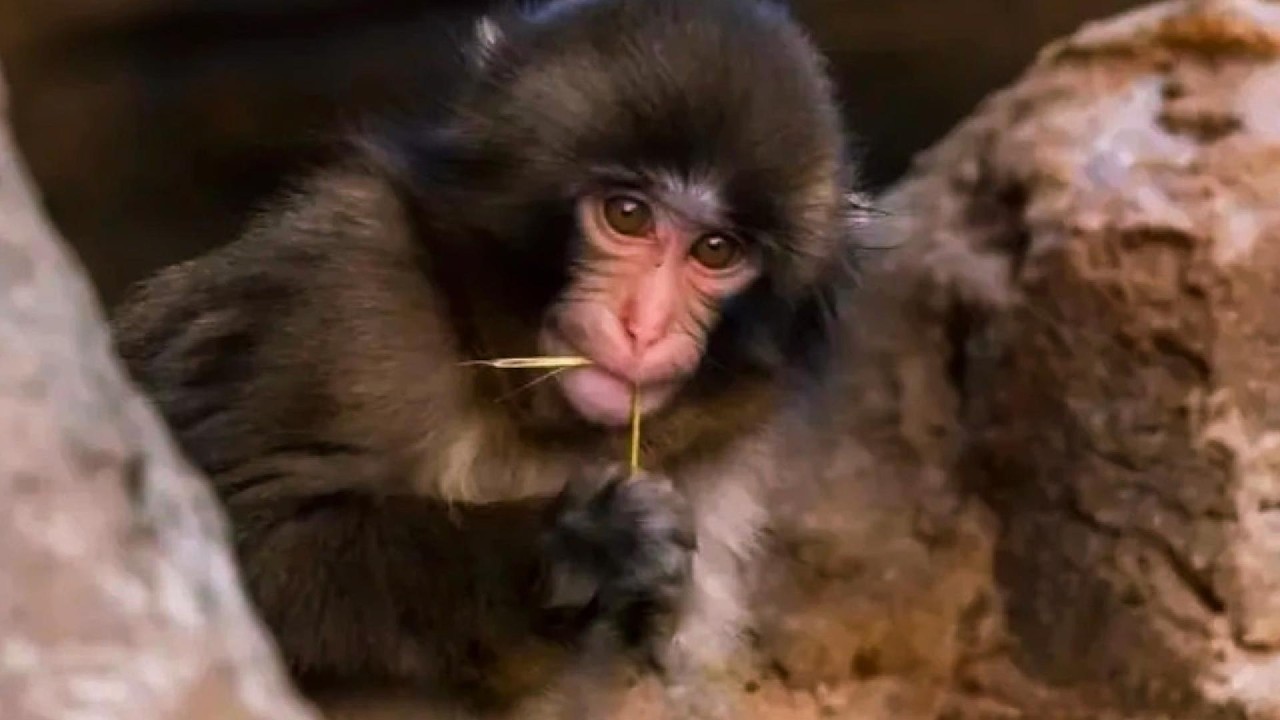Have You Noticed What Punch Does With His Eyes? (Primate Behavior)