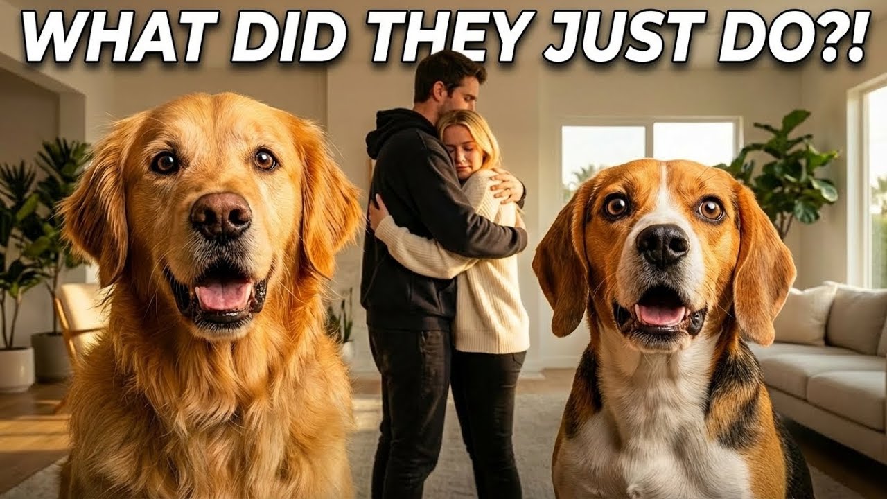 Why Dogs Hate It When Humans Hug EACH OTHER