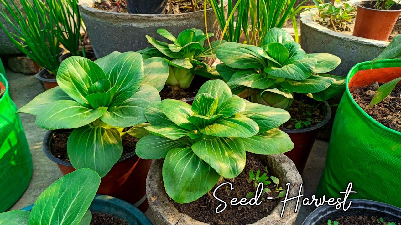 Bok-choy - seed to harvest Easy & Complete guide || घर पर उगाये Bok-choy की nutritional सब्जी