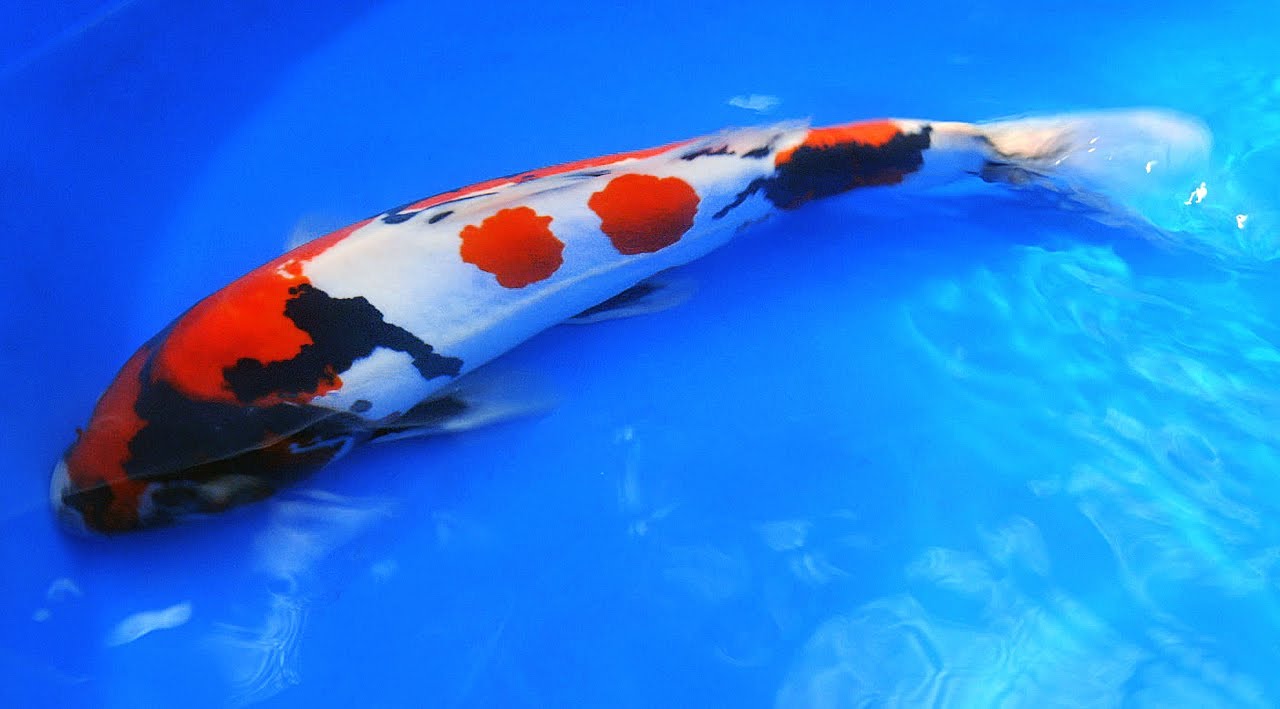 Japanese Showa Koi Fish Tutorial - Part 2