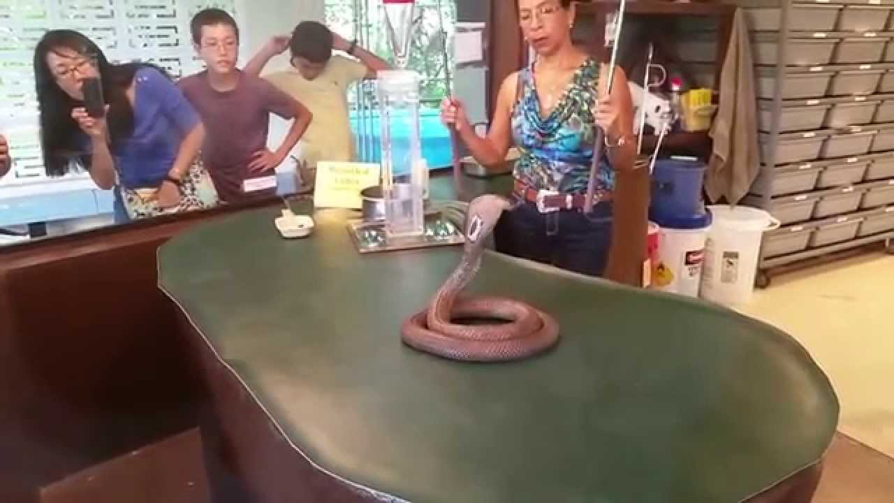 Snake Demonstration at the Reptile World Serpentarium in St Cloud