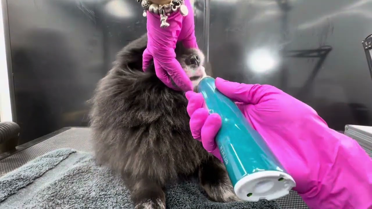 Dog teeth cleaning- Emmi-pet