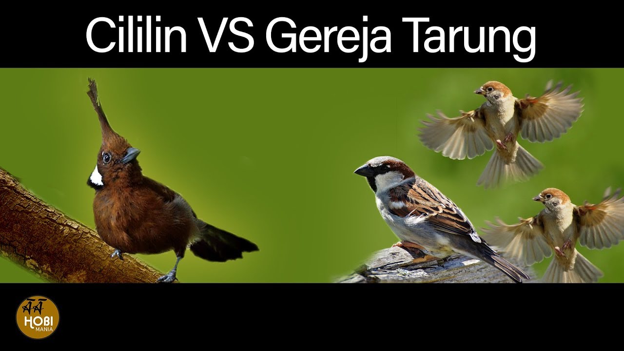 CIlilin VS Gereja Tarung