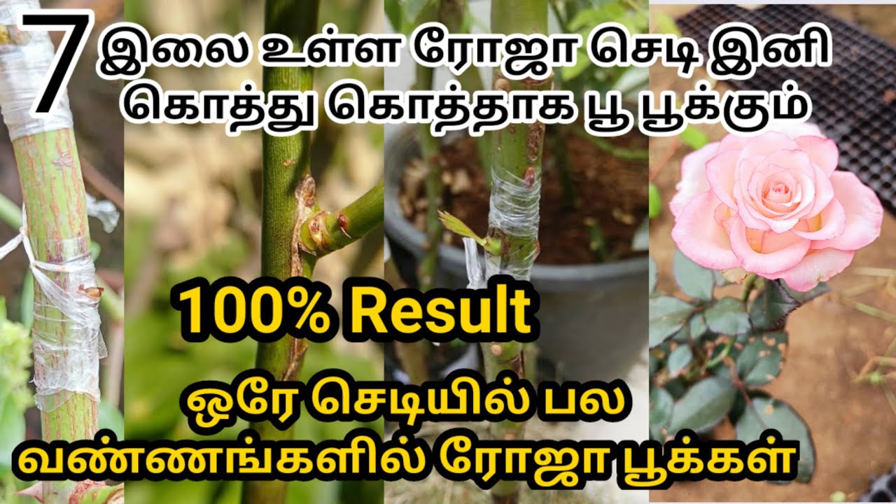 7 இலை உள்ள  ரோஜா செடியும் இனி பூக்கும் பாருங்க /  Rose budding method
