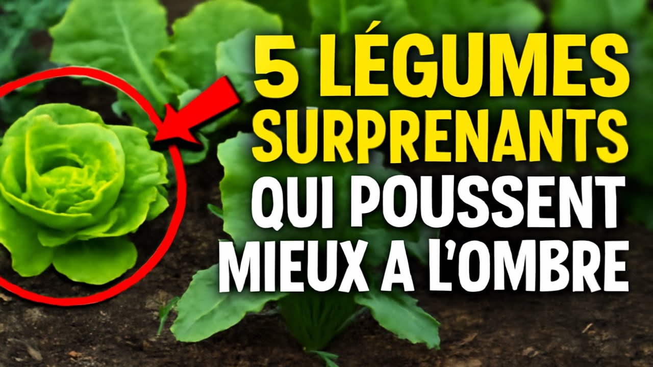 5 Légumes Surprenants Qui Poussent Mieux À LOmbre ! 🌱