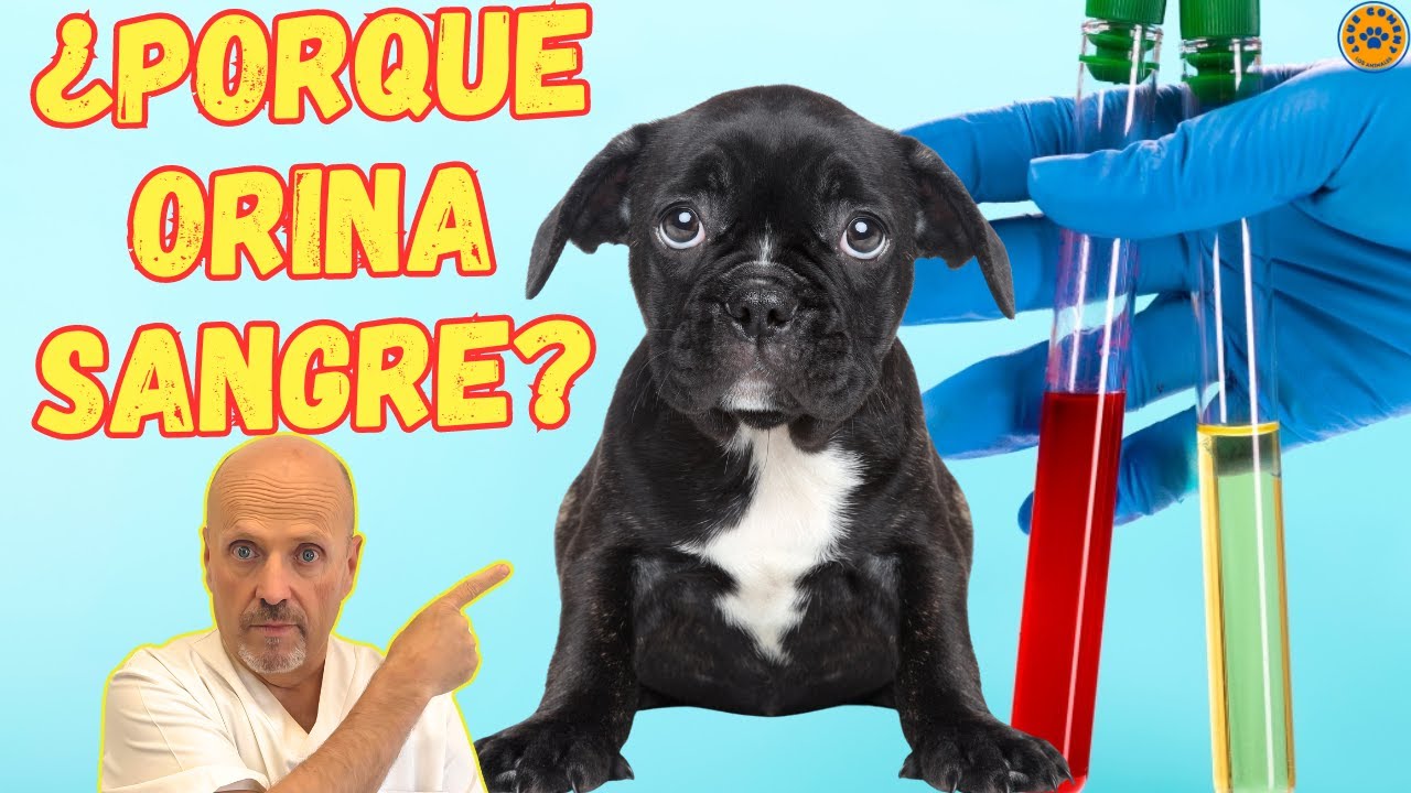 🆘 ¿PORQUE MI PERRO ORINA SANGRE? 🆘