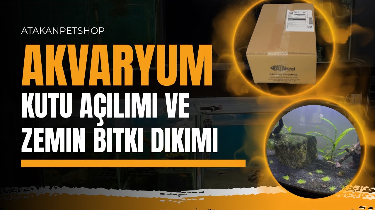 KUTUDAN NE ÇIKTI? 🌱 AKVARYUM ZEMİN BİTKİSİ KURULUMU @AtakanPetshopYoutube 