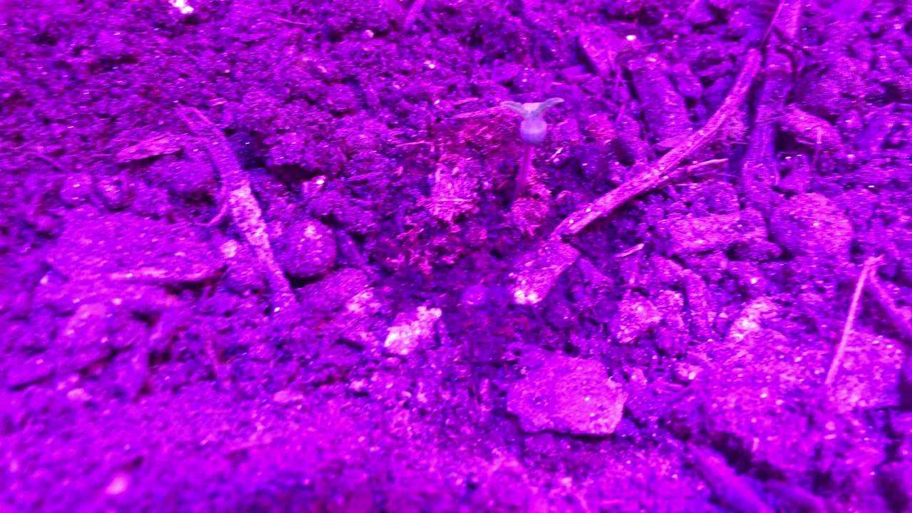Grow Vlog Episode 5!!! of 
