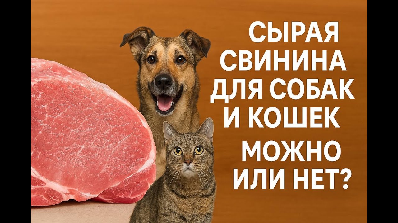 Сырая свинина для собак и кошек. Включать ее в рацион? Насколько это безопасно? Есть ли риски?