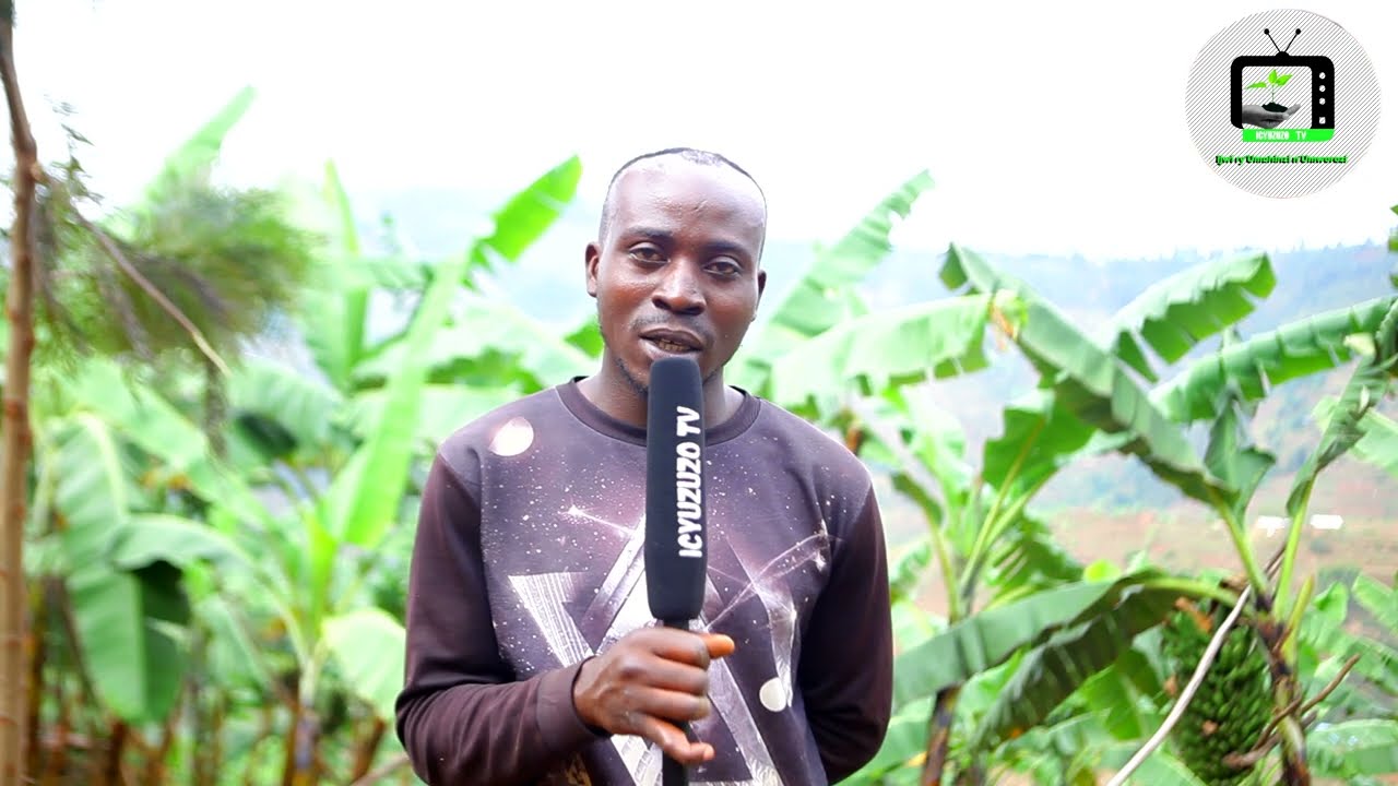 Rulindo/Tumba:Manirafasha ni umuhinzi w'urutoki wabitangiye akirangiza kaminuza.Urutoki ni amafranga