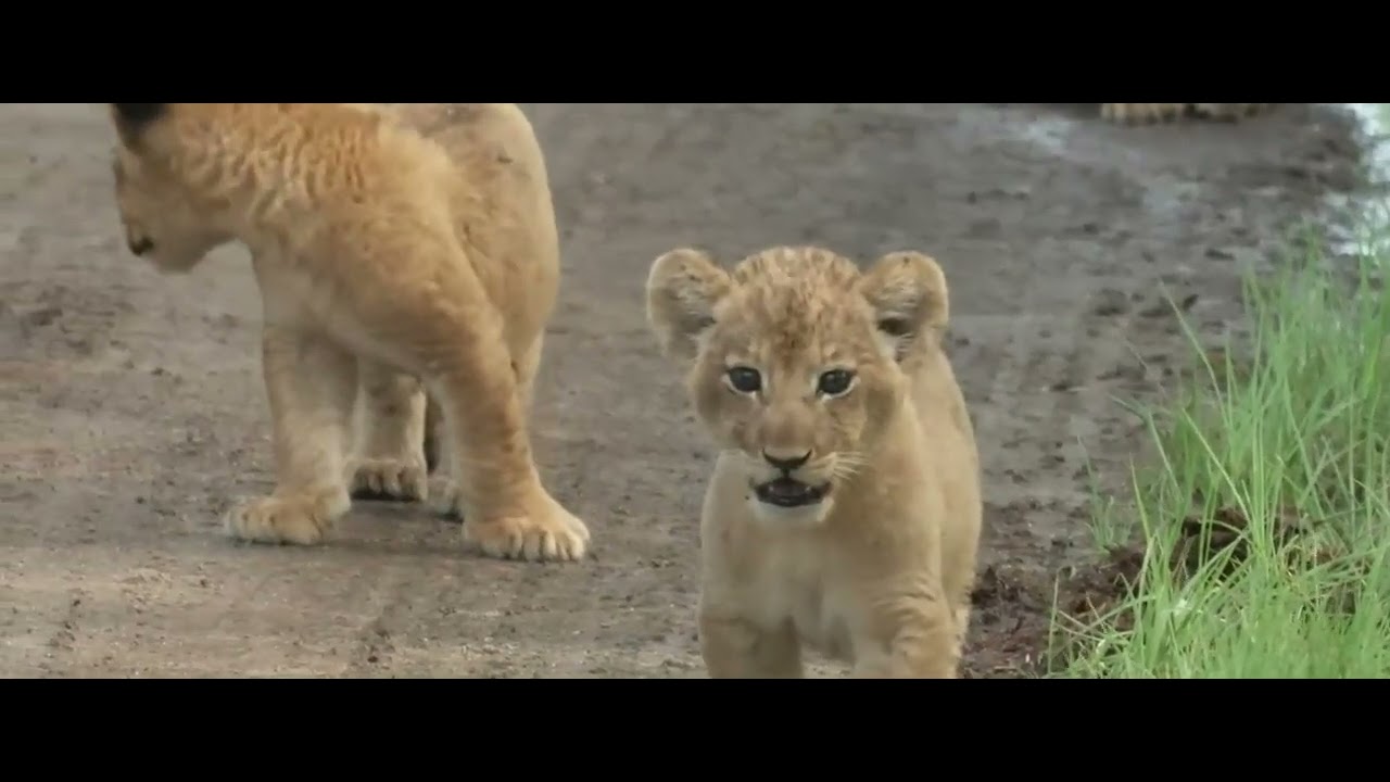 Nkuhuma cubs scared off into the bushes by Zebra