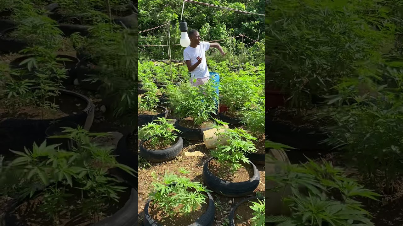Weed farm educational tour Jamaica.