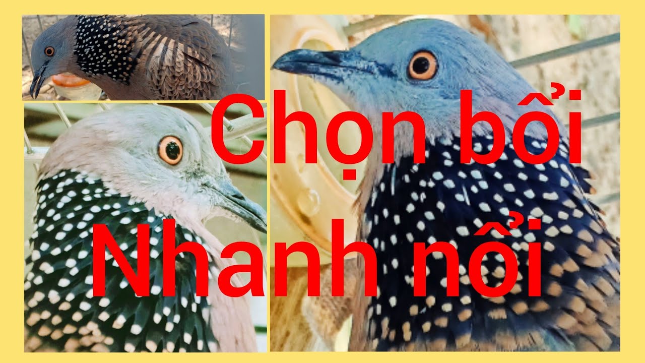 Cách Đánh bắt bổi & chọn bổi nhanh nổi