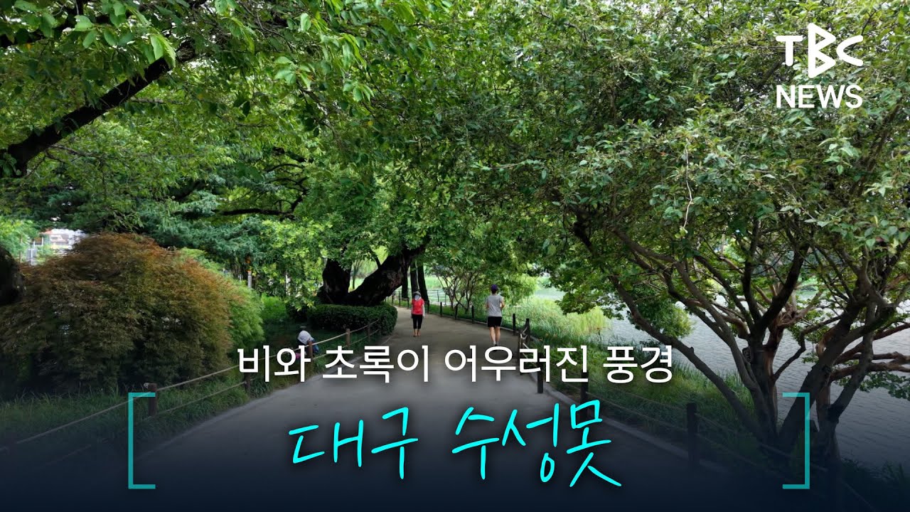 비와 초록이 어우러진 풍경... 대구 수성못ㅣTBC영상뉴스