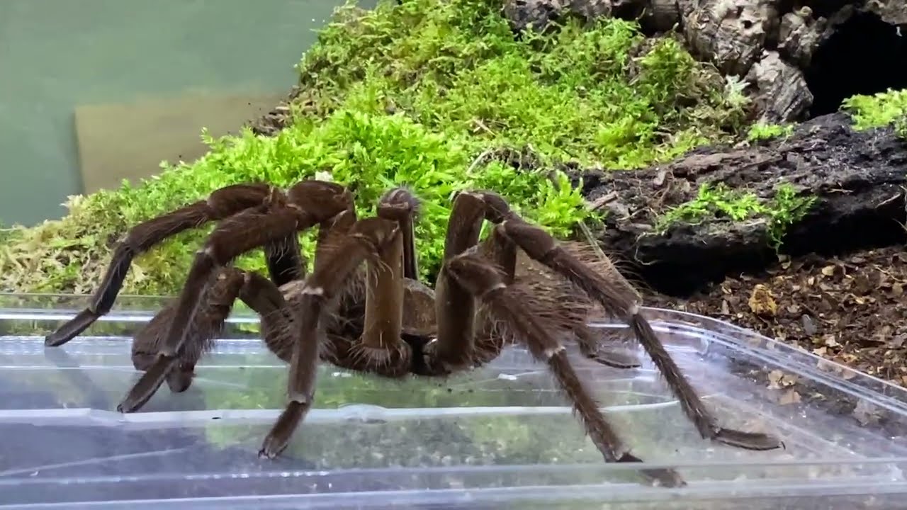Theraphosa stermi rehouse and care